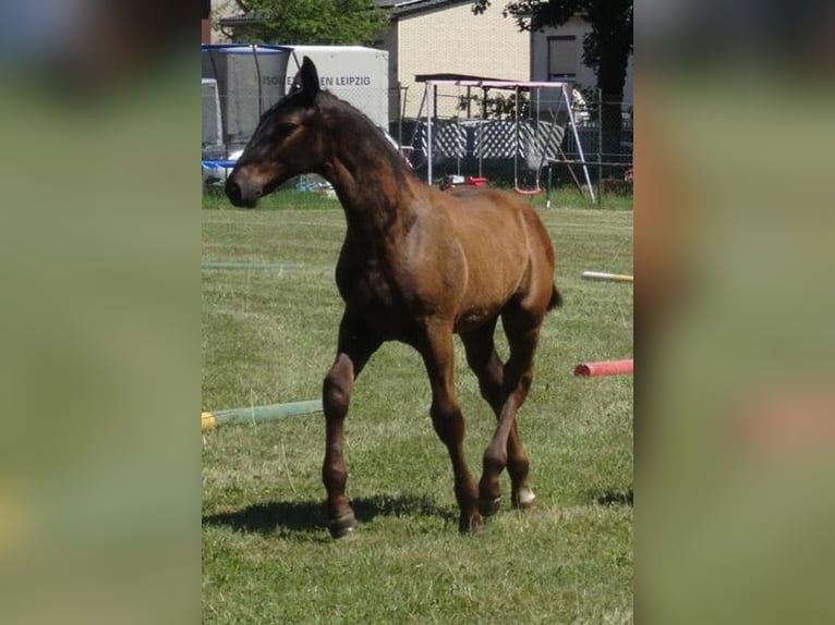 Schweres Warmblut Hengst  165 cm in Hirschroda