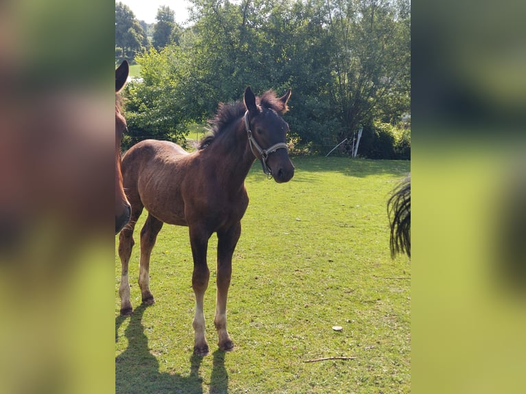 Schweres Warmblut Hengst  165 cm Rappe in Eslohe