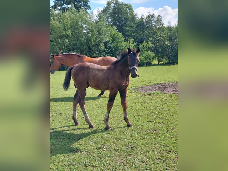 Schweres Warmblut Hengst  165 cm Rappe in Eslohe