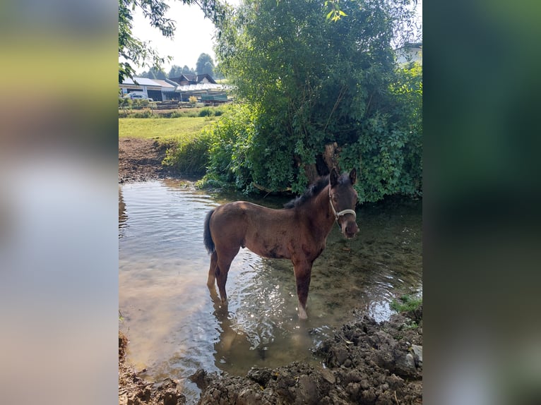 Schweres Warmblut Hengst  165 cm Rappe in Eslohe