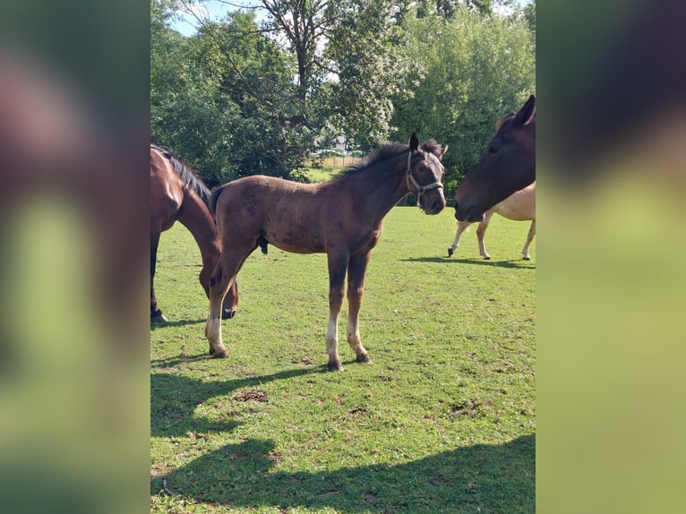 Schweres Warmblut Hengst  165 cm Rappe in Eslohe