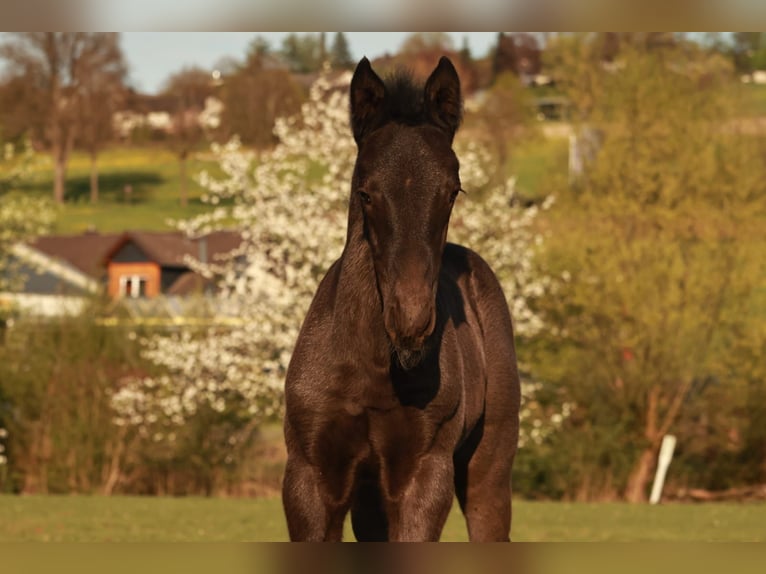 Schweres Warmblut Hengst  165 cm Rappe in Eslohe