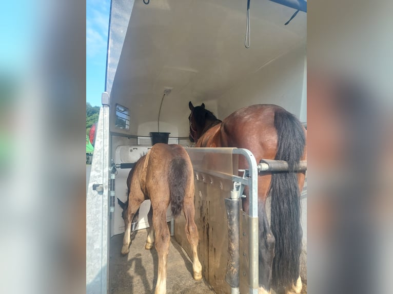 Schweres Warmblut Hengst  165 cm Rappe in Eslohe
