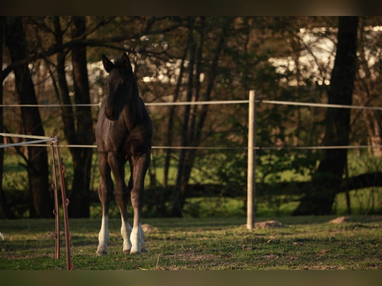 Schweres Warmblut Hengst  165 cm Rappe in Eslohe