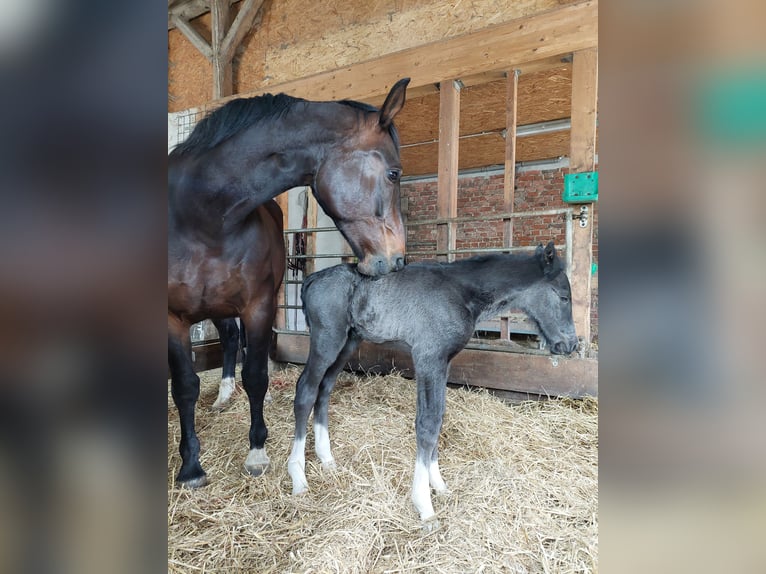 Schweres Warmblut Hengst  165 cm Rappe in Eslohe