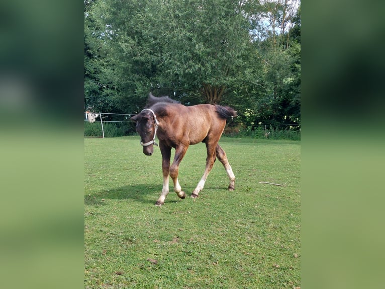 Schweres Warmblut Hengst  165 cm Rappe in Eslohe