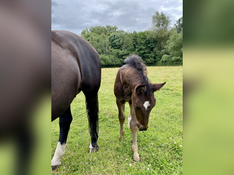 Schweres Warmblut Hengst Fohlen (04/2024) 165 cm Rappe in Ascheberg