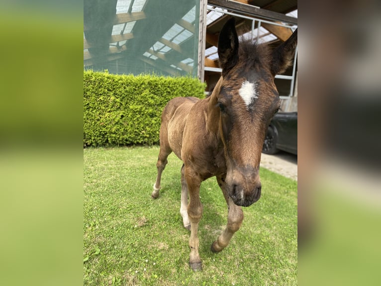 Schweres Warmblut Hengst Fohlen (04/2024) 165 cm Rappe in Ascheberg