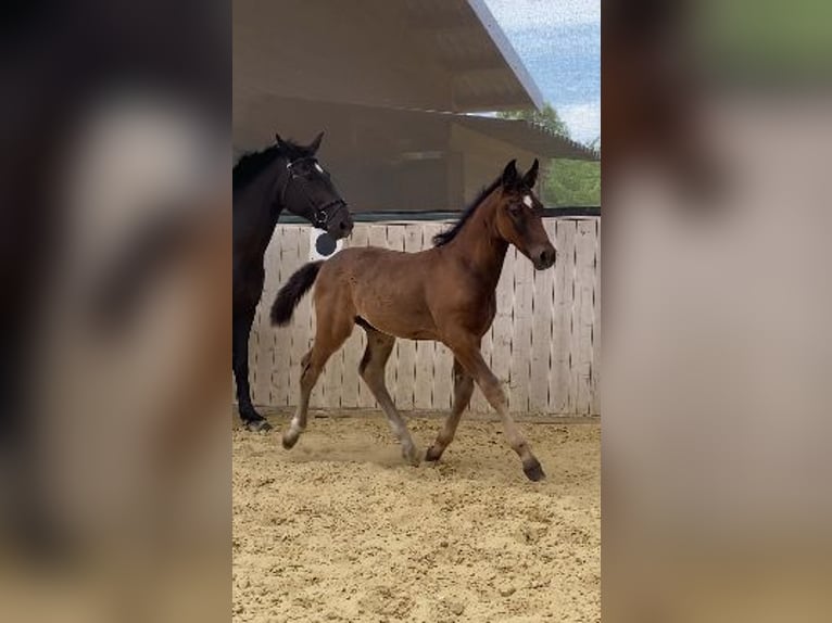 Schweres Warmblut Hengst Fohlen (04/2024) 165 cm Rappe in Ascheberg