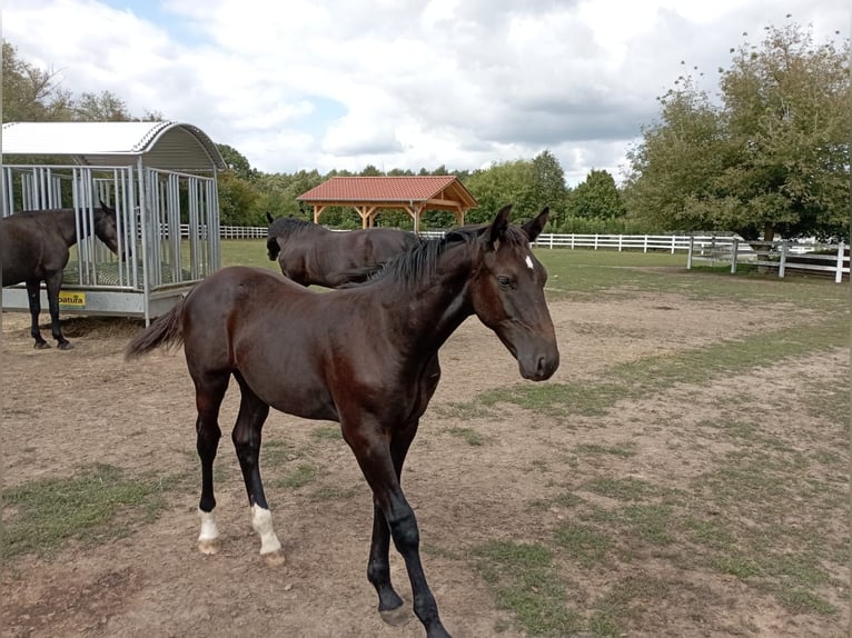 Schweres Warmblut Hengst Fohlen (03/2026) 165 cm Rappe in Steinreich
