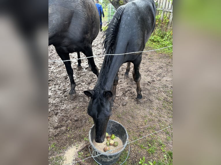 Schweres Warmblut Hengst Fohlen (02/2025) 167 cm Rappe in Quedlinburg