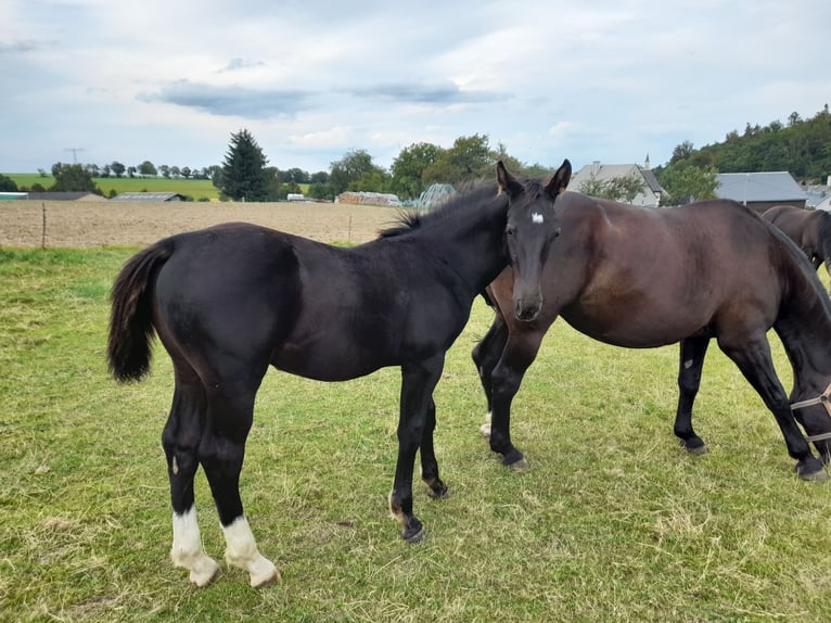 Schweres Warmblut Hengst Fohlen (04/2025) 170 cm Rappe in Stollberg