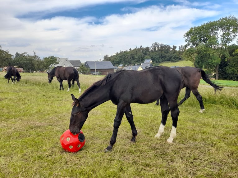 Schweres Warmblut Hengst Fohlen (04/2025) 170 cm Rappe in Stollberg