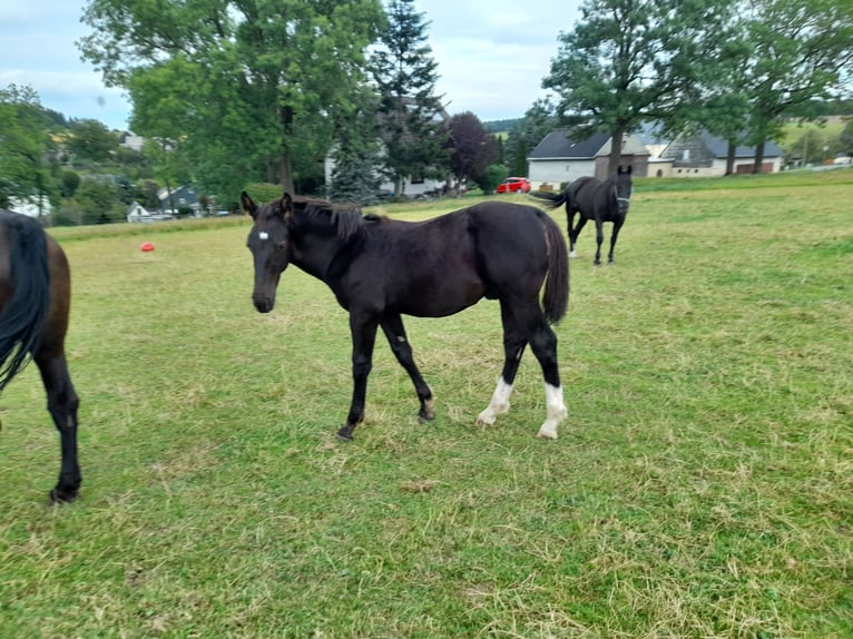 Schweres Warmblut Hengst Fohlen (04/2025) 170 cm Rappe in Stollberg
