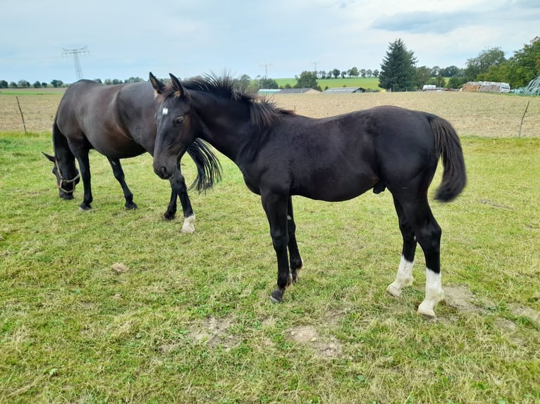 Schweres Warmblut Hengst Fohlen (04/2025) 170 cm Rappe in Stollberg