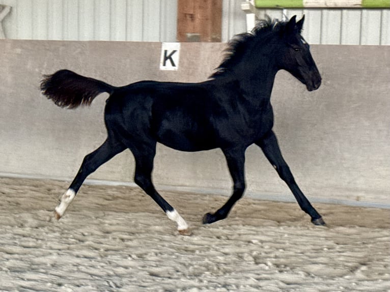 Schweres Warmblut Hengst Fohlen (04/2026) Rappe in Fulda