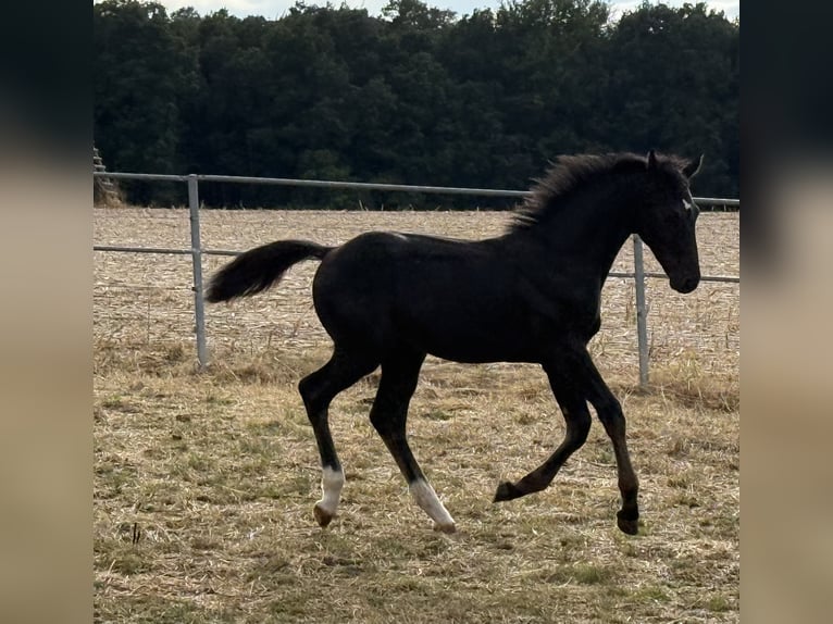 Schweres Warmblut Hengst Fohlen (04/2026) Rappe in Fulda