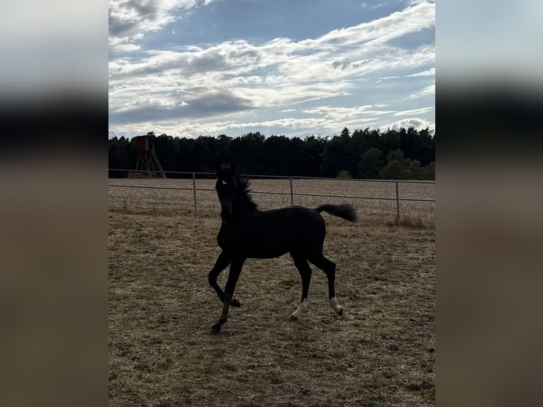 Schweres Warmblut Hengst Fohlen (04/2026) Rappe in Fulda