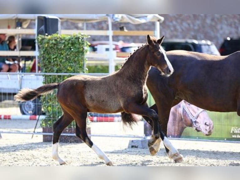 Schweres Warmblut Hengst Fohlen (04/2024) Rappe in Kirchberg