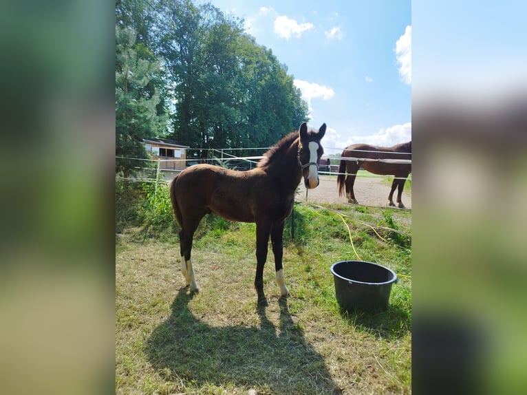 Schweres Warmblut Hengst Fohlen (04/2024) Rappe in Kirchberg