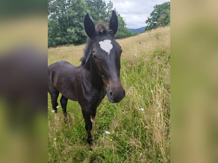 Schweres Warmblut Hengst Fohlen (03/2026) Rappe in Wutha-Farnroda