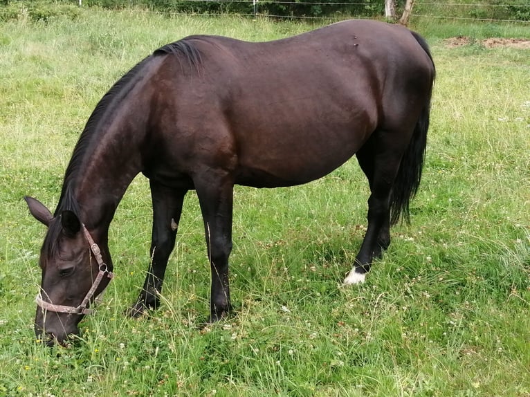 Schweres Warmblut Hengst Fohlen (05/2025) Rappe in Geratal /OT Gr&#xE4;fenroda