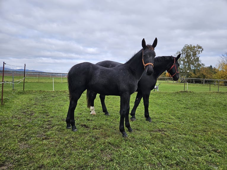 Schweres Warmblut Hengst Fohlen (04/2025) Rappe in Ottenhain