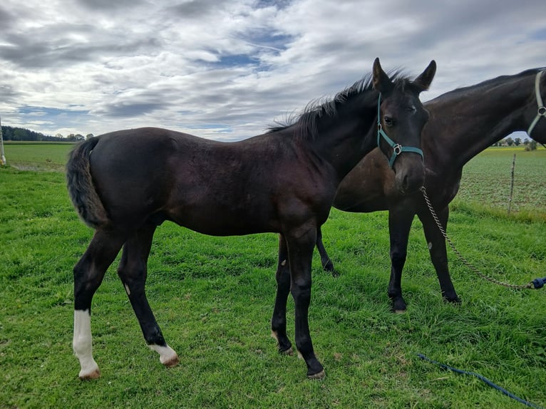 Schweres Warmblut Hengst Fohlen (04/2026) Rappe in Stollberg