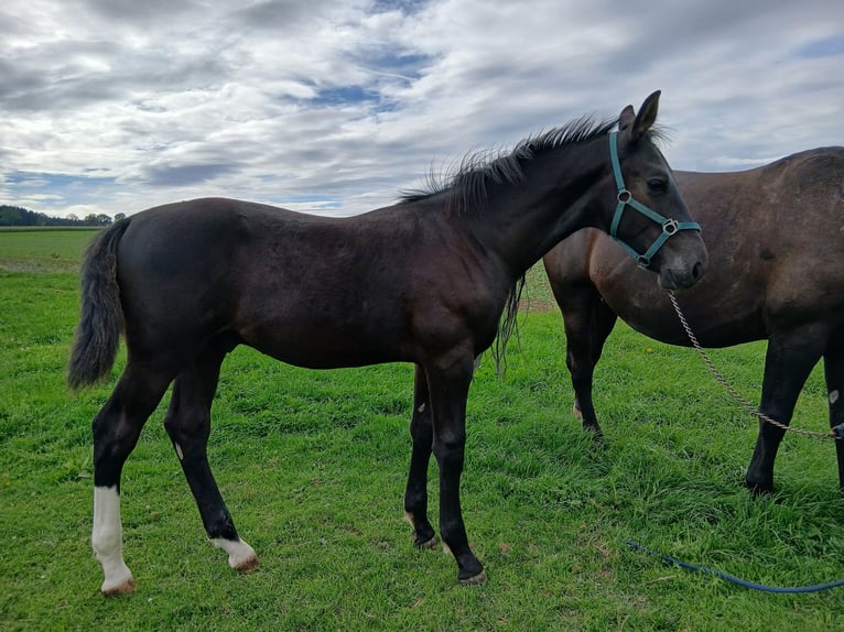 Schweres Warmblut Hengst Fohlen (04/2026) Rappe in Stollberg