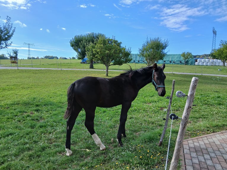 Schweres Warmblut Hengst Fohlen (04/2026) Rappe in Stollberg