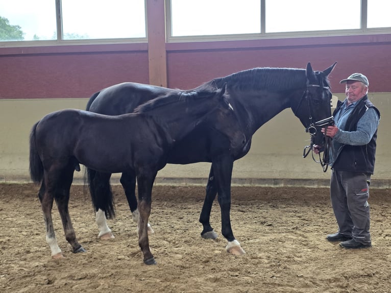 Schweres Warmblut Hengst Fohlen (03/2026) Rappe in Angermünde  OT Kerkow