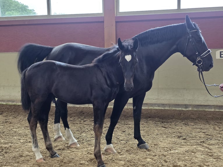Schweres Warmblut Hengst Fohlen (03/2026) Rappe in Angermünde  OT Kerkow