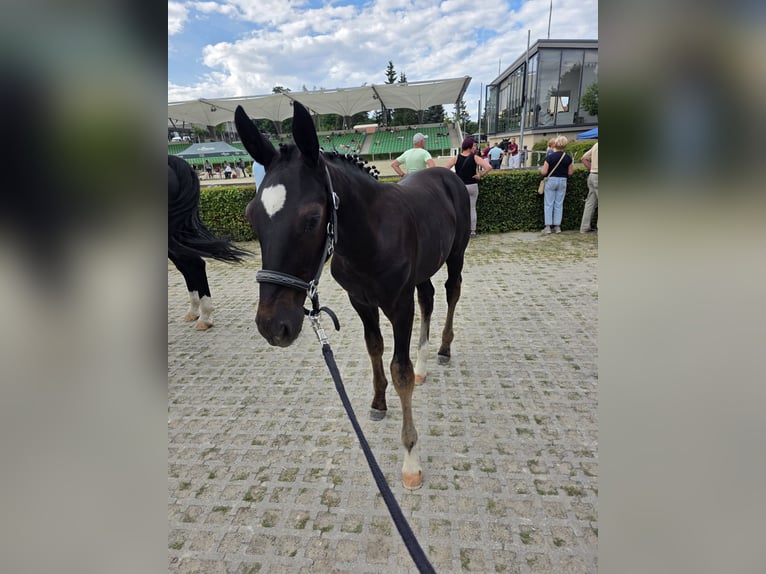 Schweres Warmblut Hengst Fohlen (03/2026) Rappe in Angermünde  OT Kerkow