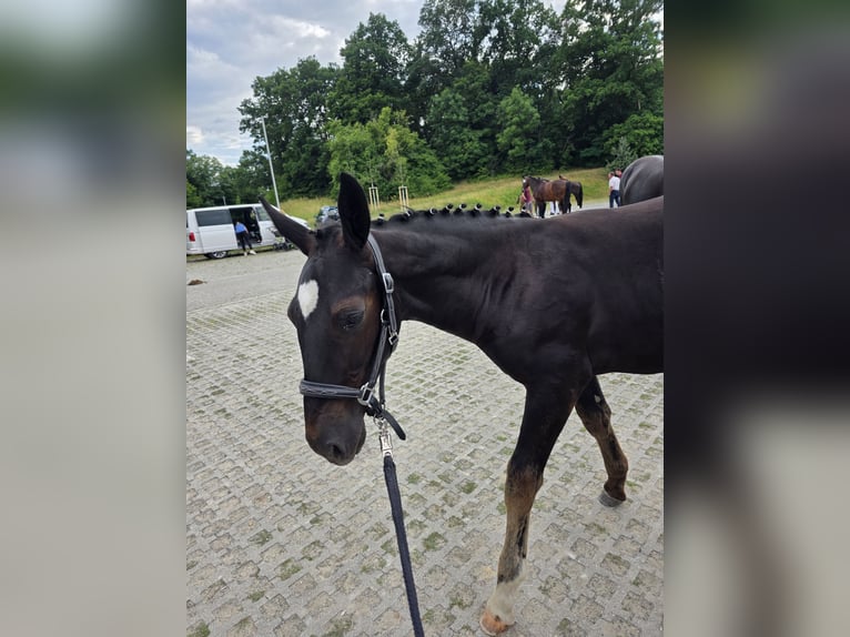 Schweres Warmblut Hengst Fohlen (03/2026) Rappe in Angermünde  OT Kerkow