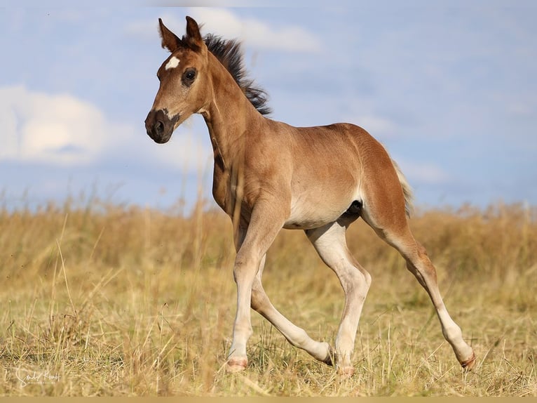 Schweres Warmblut Hengst Fohlen (05/2026) Rappe in Weißenborn