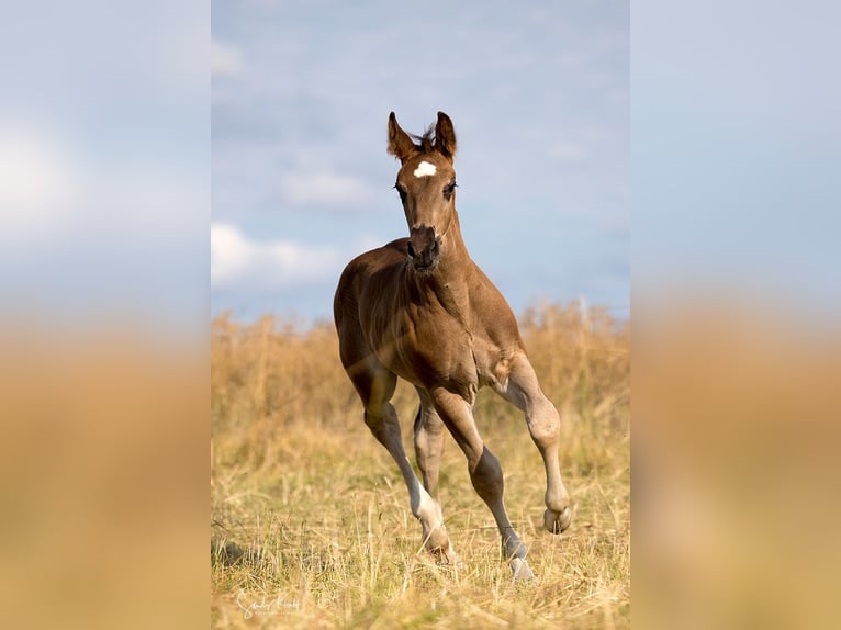 Schweres Warmblut Hengst Fohlen (05/2026) Rappe in Weißenborn