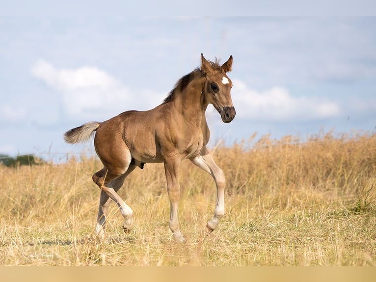 Schweres Warmblut Hengst Fohlen (05/2026) Rappe in Weißenborn