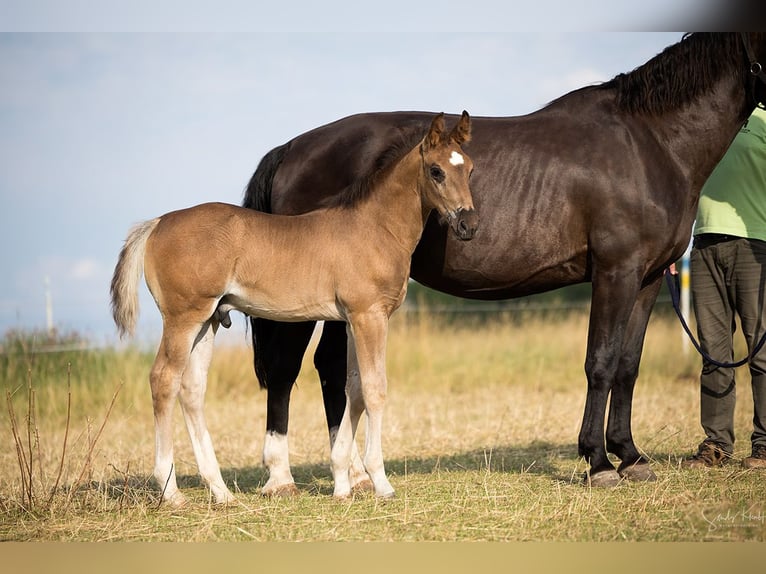 Schweres Warmblut Hengst Fohlen (05/2026) Rappe in Weißenborn