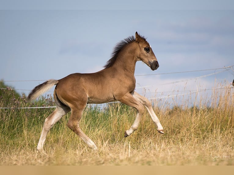 Schweres Warmblut Hengst Fohlen (05/2026) Rappe in Weißenborn