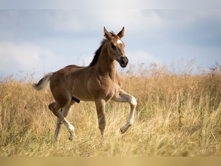 Schweres Warmblut Hengst Fohlen (05/2026) Rappe in Weißenborn