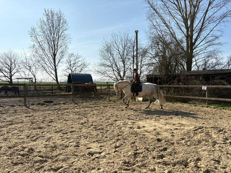 Schweres Warmblut Mix Klacz 10 lat 152 cm Siwa in Mönchengladbach