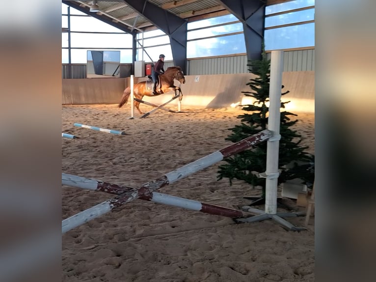 Schweres Warmblut Klacz 10 lat 155 cm Kasztanowata in Marienberg