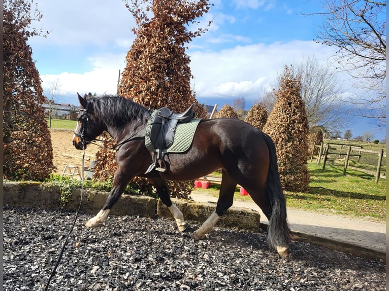 Schweres Warmblut Mix Klacz 10 lat 165 cm Ciemnogniada in Lemgo