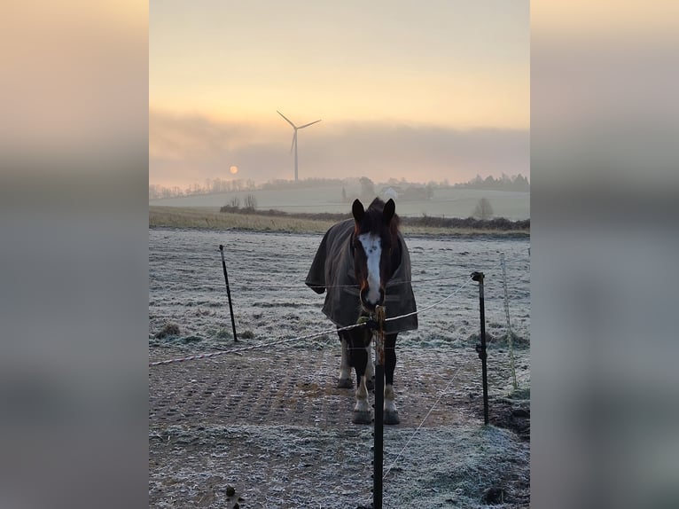 Schweres Warmblut Mix Klacz 10 lat 165 cm Ciemnogniada in Lemgo