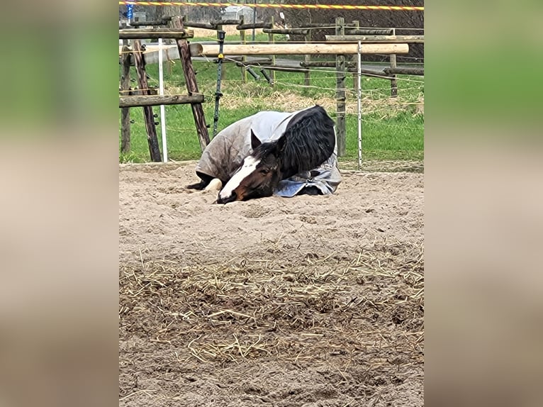 Schweres Warmblut Mix Klacz 10 lat 165 cm Ciemnogniada in Lemgo