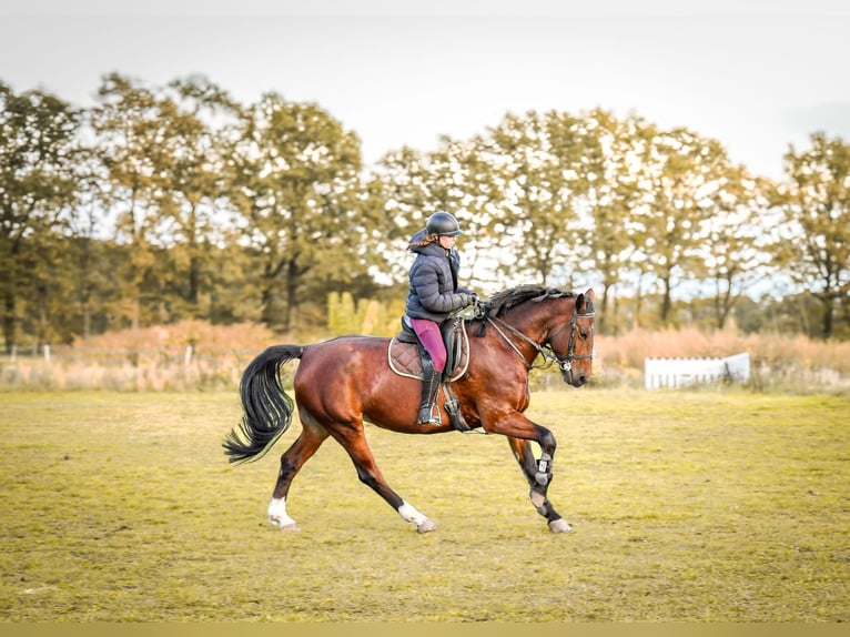 Schweres Warmblut Klacz 10 lat 167 cm Gniada in Elsterwerda