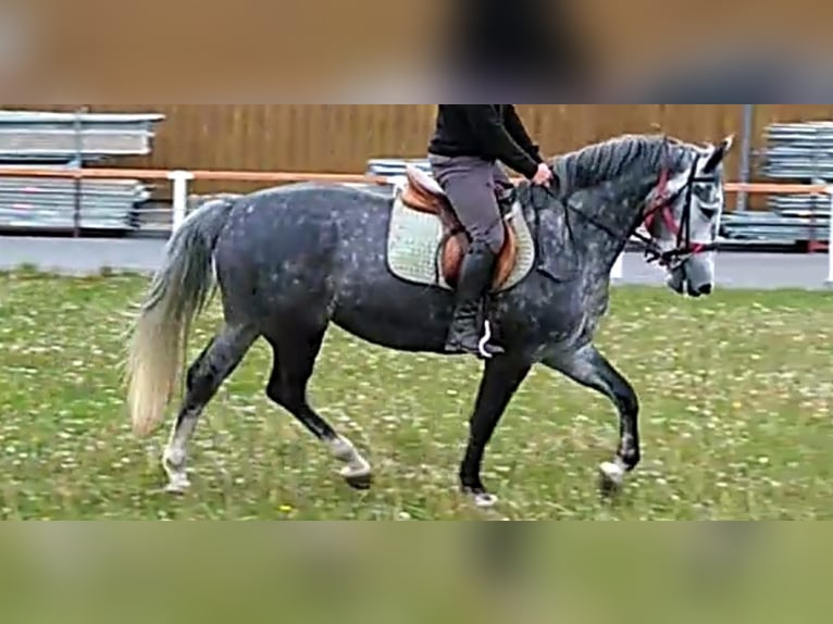 Schweres Warmblut Klacz 10 lat 167 cm  in Kamenz