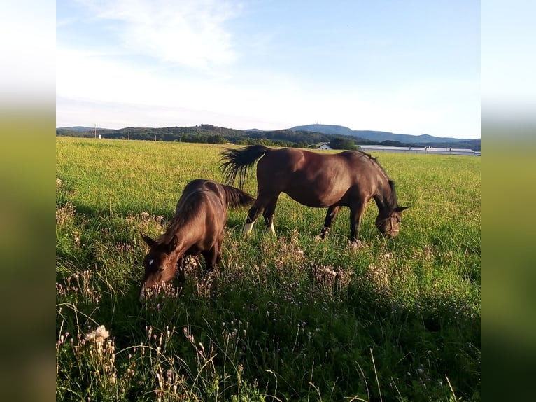 Schweres Warmblut Klacz 11 lat 168 cm Gniada in Hörselberg-Hainich