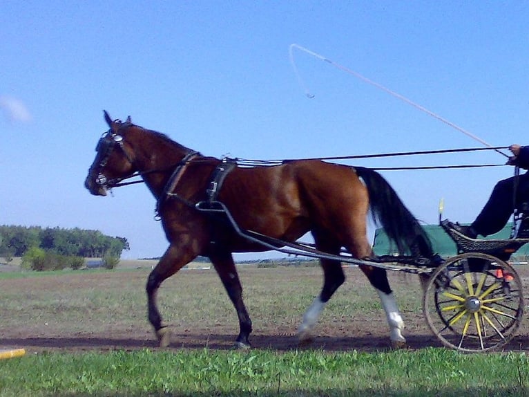 Schweres Warmblut Klacz 11 lat 168 cm Gniada in Hörselberg-Hainich