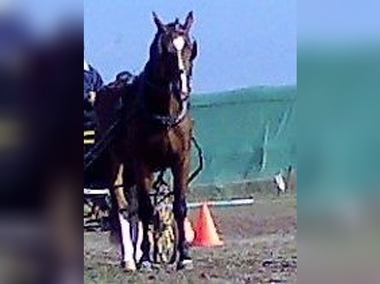 Schweres Warmblut Klacz 11 lat 168 cm Gniada in Hörselberg-Hainich